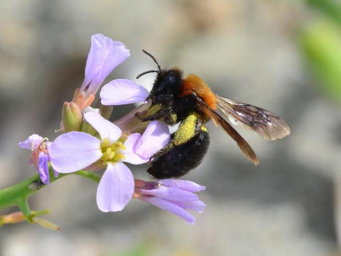 Andrena thoracica © David Renoult