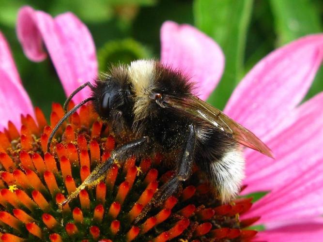 Psithyre bohémien (Bombus bohemicus) © "michi1"