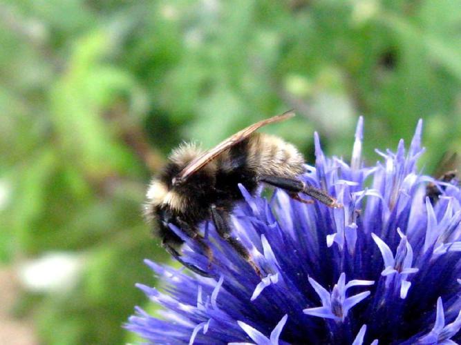 Psithyre des champs (Bombus campestris) © "michi1"