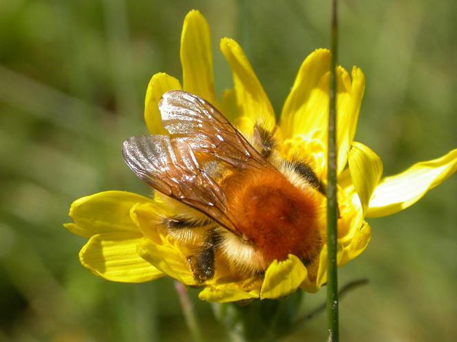 Bourdon des mousses (Bombus muscorum) © Yves Bas