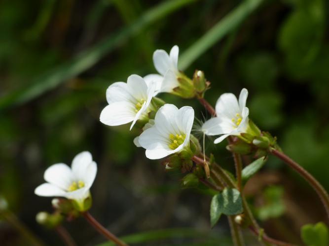 Saxifrage granulé (Saxifraga granulata) © Morvan Debroize