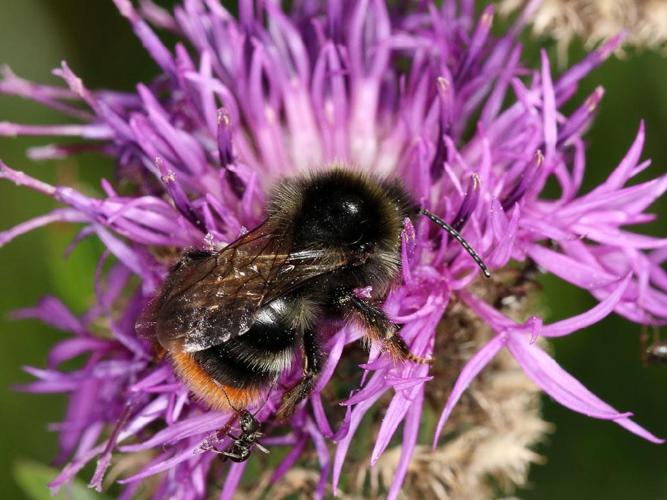 Psithyre des rochers (Bombus rupestris) © Lupoli Roland