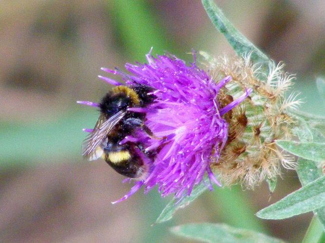 Bourdon danois (Bombus soroeensis) © Susan Walter