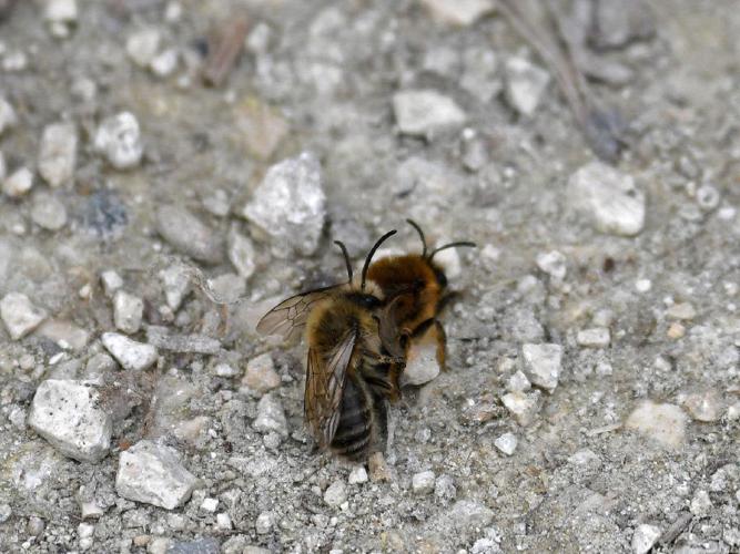 Colletes cunicularius © Brian Henderson