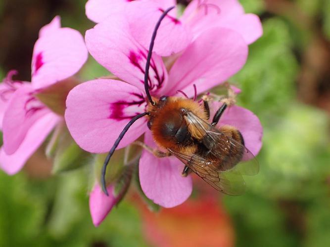 Eucère à longues antennes (Eucera longicornis) © David Renoult