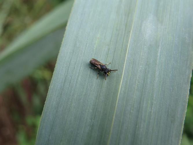 Hylaeus communis © Mina Zaki