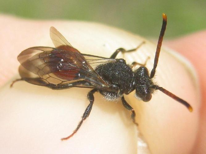 Nomada fabriciana © Axel Dehalleux