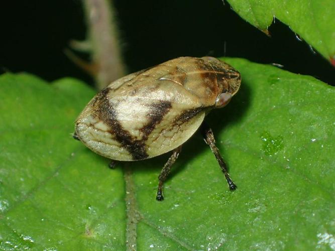 Lepyronia coleoptrata © David Renoult