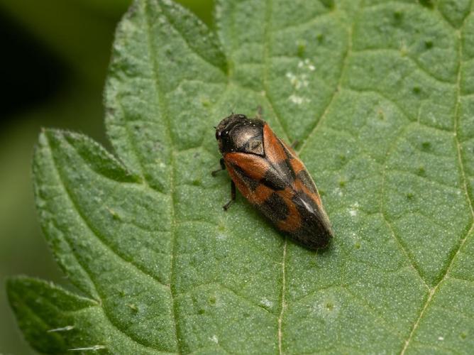 Haematoloma dorsata © Martin Galli