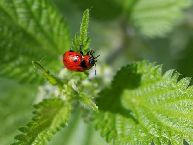 Gonioctena viminalis © Patrice Wuine