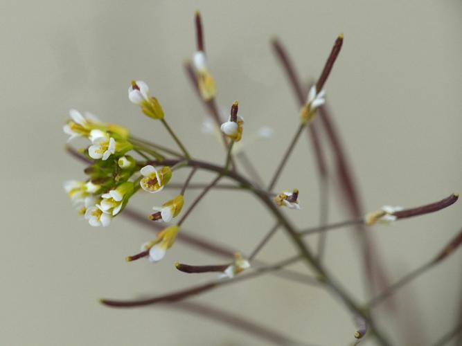 Arabette de thalius (Arabidopsis thaliana) © Morvan Debroize