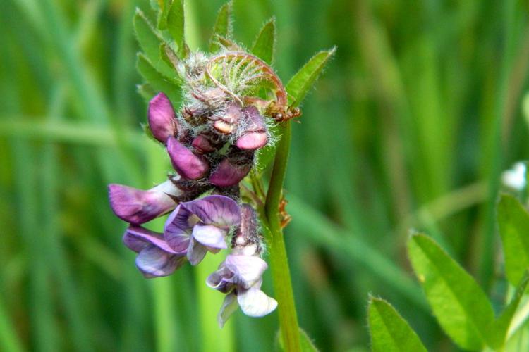 Vesce des haies (Vicia sepium) © Morvan Debroize