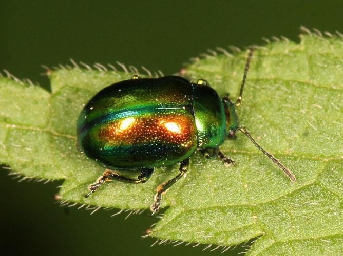 Chrysolina fastuosa © Marie Lou Legrand