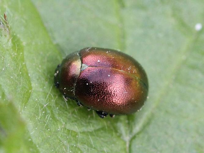 Chrysolina varians © Marie Lou Legrand