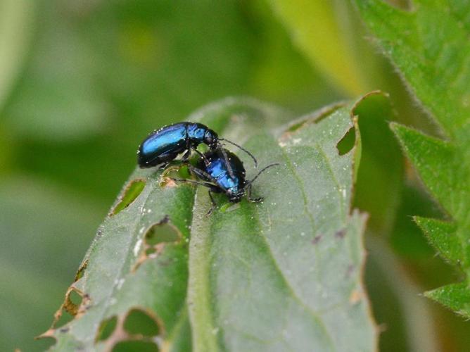 Altica oleracea © David Renoult