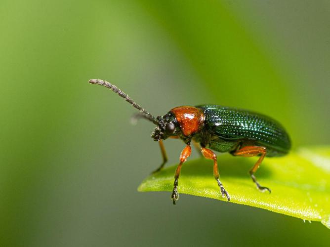 Criocère des céréales (Oulema melanopus) © "Damien"