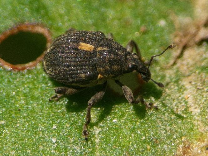 Rhinoncus pericarpius © Marie Lou Legrand