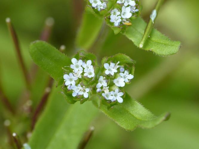 Mache doucette (Valerianella locusta) © Morvan Debroize