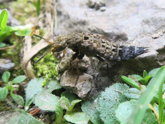 Staphylin velouté (Ontholestes tessellatus) © "anatoltolana"