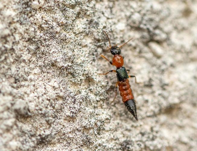 Paederus littoralis © "CAZENEUVE"