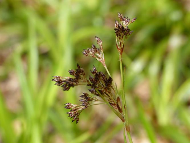 Luzule des bois (Luzula sylvatica) © Morvan Debroize