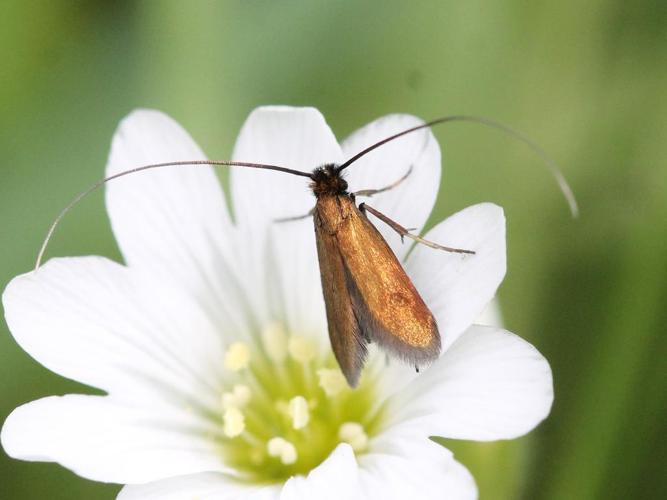 Cauchas rufimitrella © Marie Lou Legrand