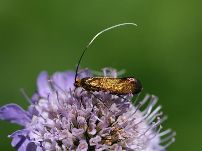 Nemophora metallica © "erimel"