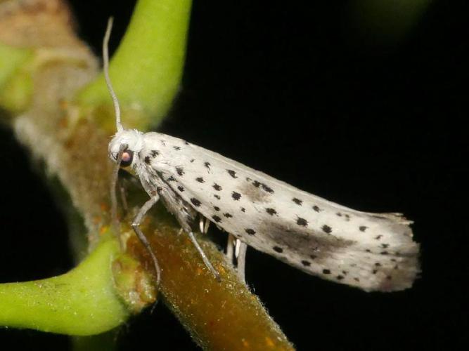 Yponomeuta irrorella © Benoît Segerer