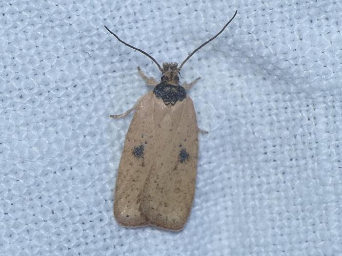 Agonopterix subpropinquella © Benoît Segerer