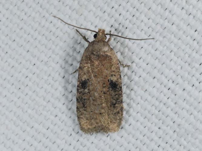 Agonopterix propinquella © ALLEMAND Guillaume