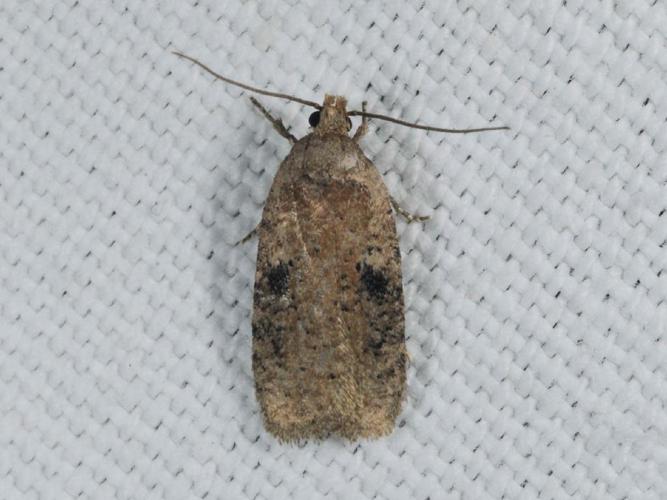 Agonopterix propinquella © ALLEMAND Guillaume