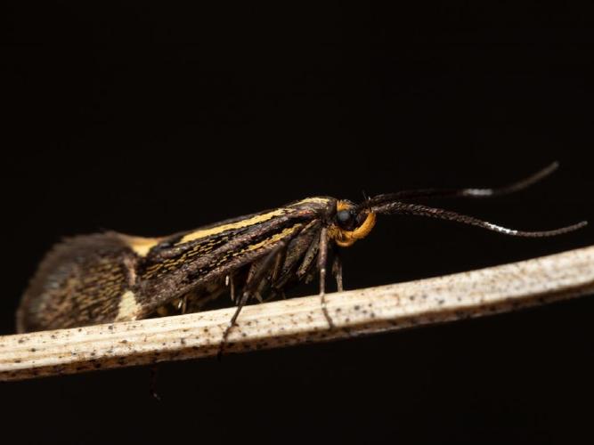 Esperia sulphurella © Martin Galli