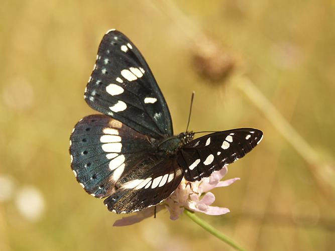 Sylvain azuré (Limenitis reducta) © Sylvain Montagner