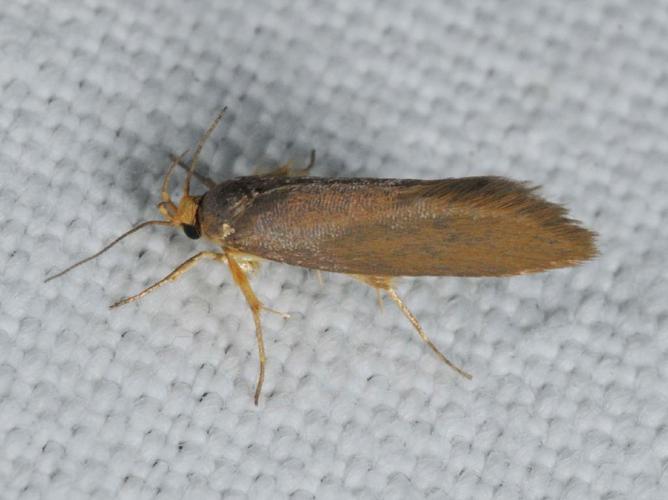 Crassa unitella © ALLEMAND Guillaume