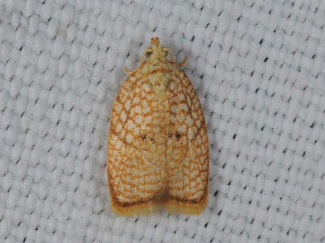 Acleris forsskaleana © ALLEMAND Guillaume