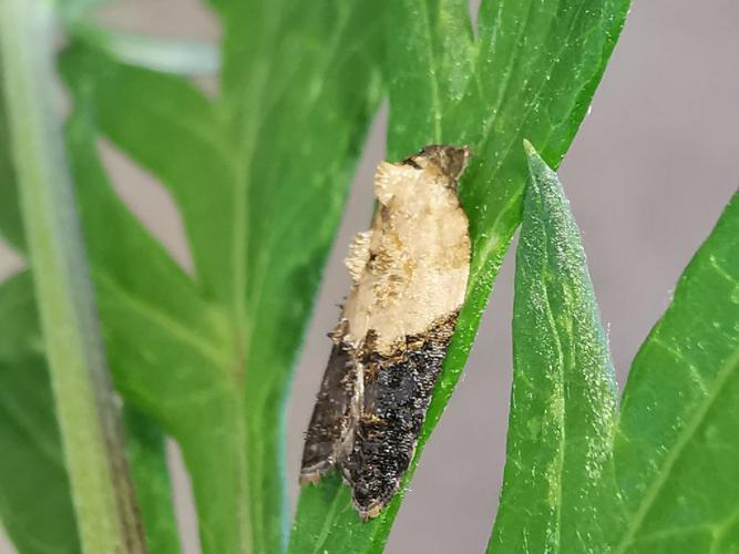 Acleris variegana © Antoine Lantin