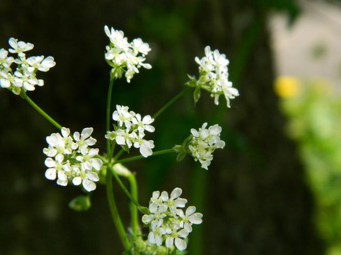 Cerfeuil des bois (Anthriscus sylvestris) © Morvan Debroize