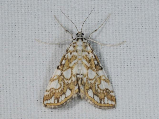 Elophila nymphaeata © ALLEMAND Guillaume