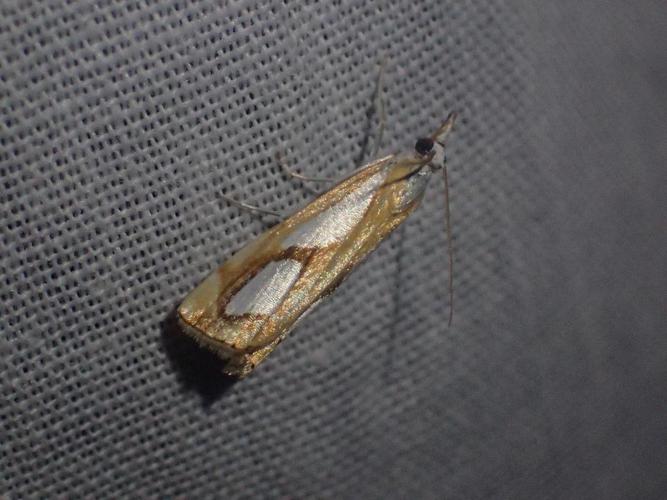 Catoptria pinella © Matthieu Gauvain