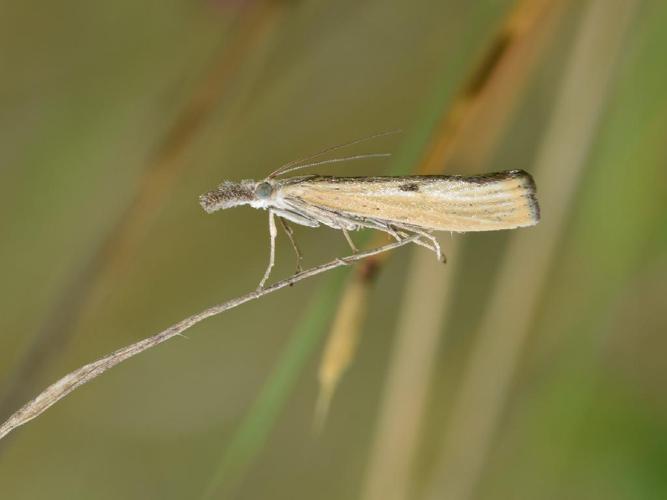 Agriphila inquinatella © "francisbirlenbach"