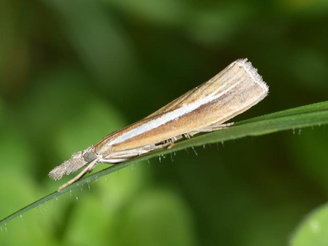 Agriphila selasella © "francisbirlenbach"