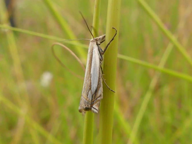 Crambus pascuella © "crepsdebordeaux"