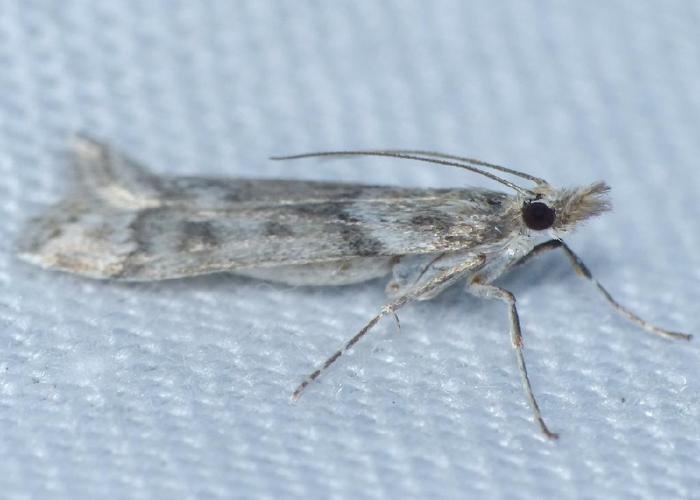 Eudonia angustea © Benoît Segerer