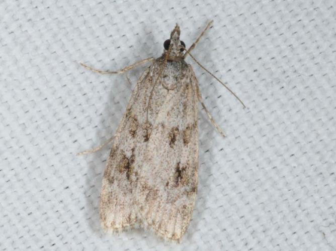 Scoparia subfusca © ALLEMAND Guillaume