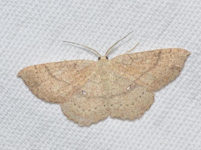 Ephyre trouée (L') (Cyclophora porata) © Pascal Dubois