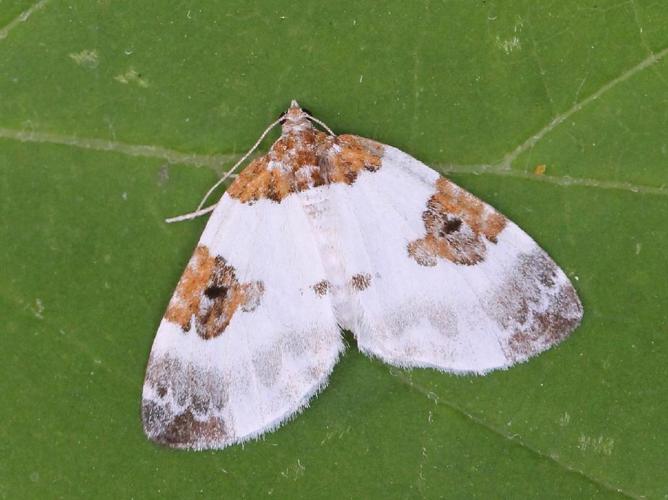 Mignonne (La) (Plemyria rubiginata) © Marie Lou Legrand