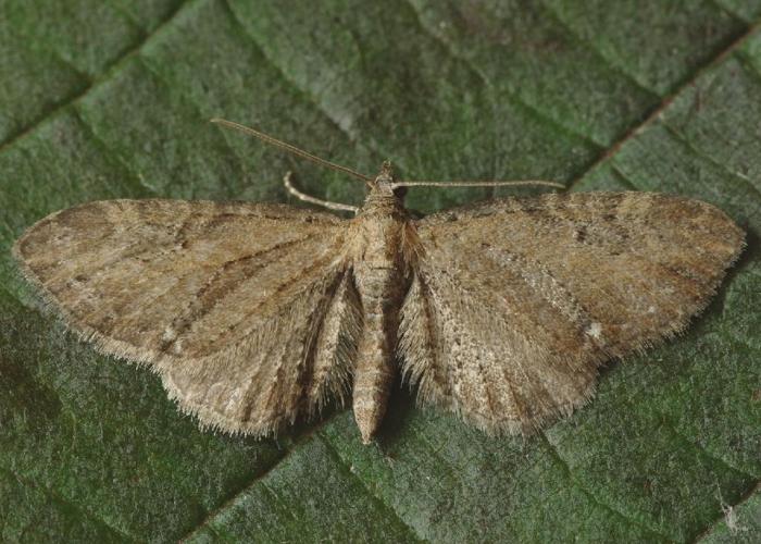 Eupithécie austère (L') (Eupithecia vulgata) © "simondenis142857"