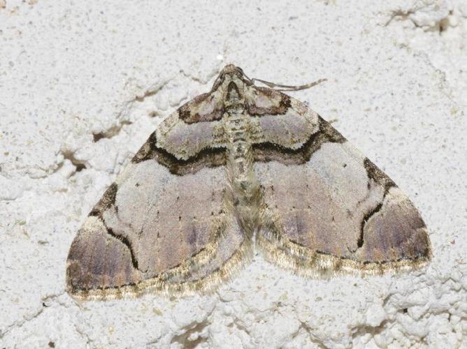 Violette (La) (Anticlea derivata) © Pascal Dubois