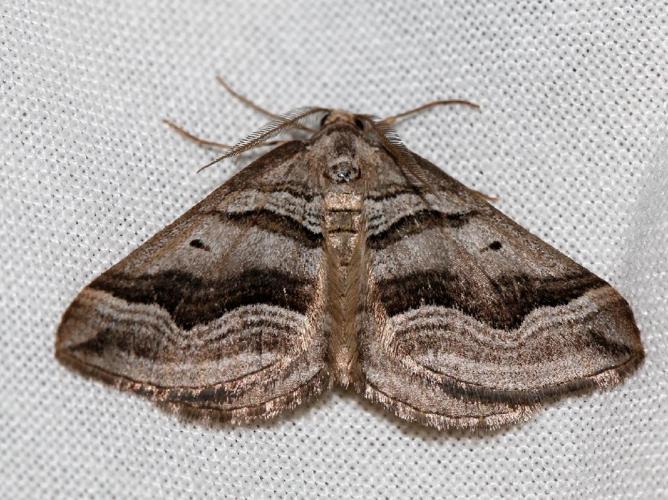 Ortholite entourée (L') (Scotopteryx peribolata) © Bastien Louboutin