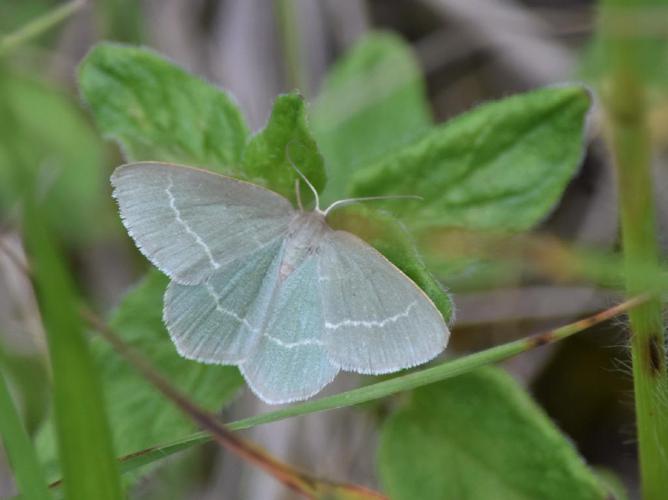 Herbacée (L') (Chlorissa viridata) © "francisbirlenbach"